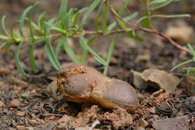 Sotto pioggia e cisto.